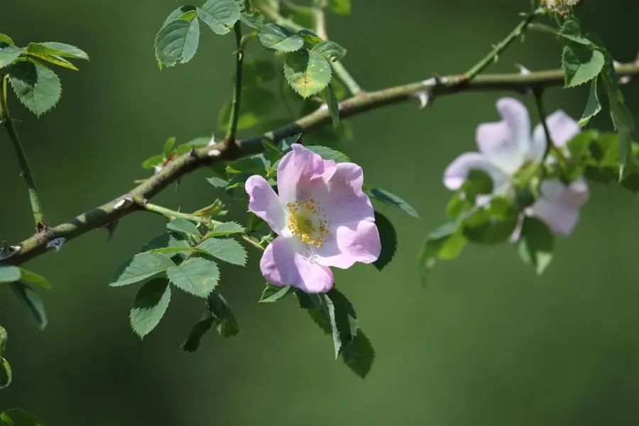 Cosmetici per la pelle a base di rosa canina