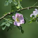 Cosmetici per la pelle a base di rosa canina