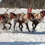Nomi delle renne di Babbo Natale: storia e origini