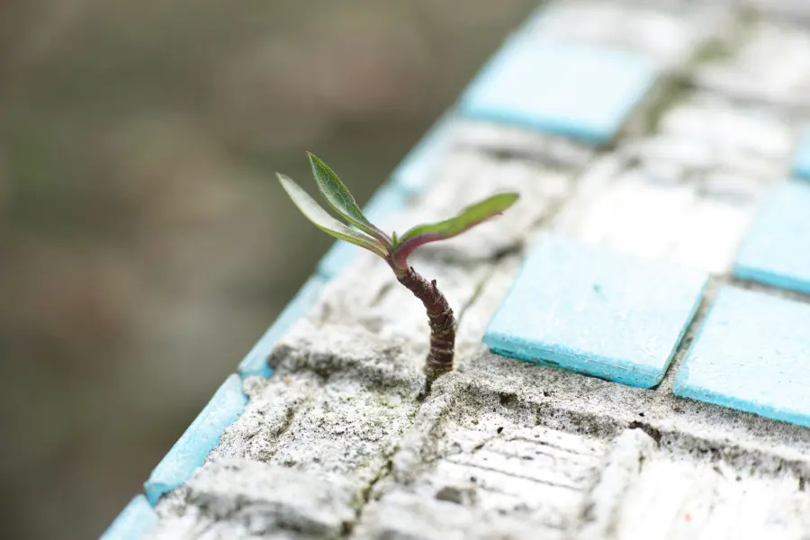Resiliente significato: origini e usi del termine