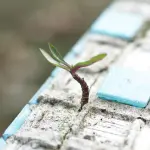 Resiliente significato: origini e usi del termine